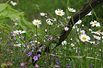 Blumen