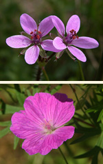 Blumen