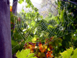 Spinnennetz
