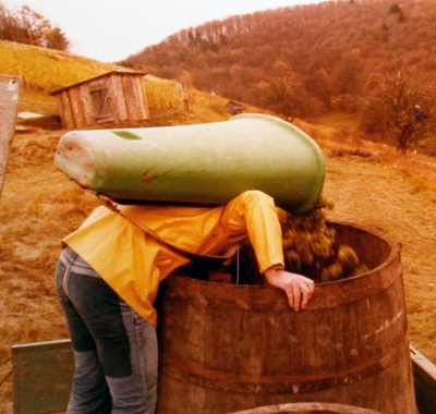 Bei der Weinlese mit Butte und Holzbottiche.