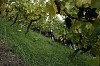Bild des Weinbergs