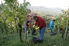 Bild des Weinbergs