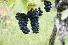 Bild des Weinbergs