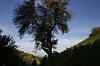 Bild des Weinbergs