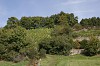 Bild des Weinbergs