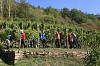 Bild des Weinbergs