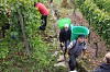 Bild des Weinbergs