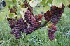 Bild des Weinbergs