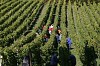 Bild des Weinbergs