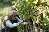 Bild des Weinbergs