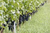 Bild des Weinbergs