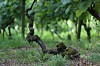 Bild des Weinbergs